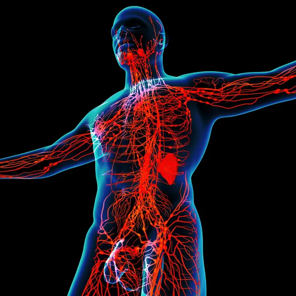 3D vykreslení červené lymfatický systém - pohled zdola — Stock fotografie