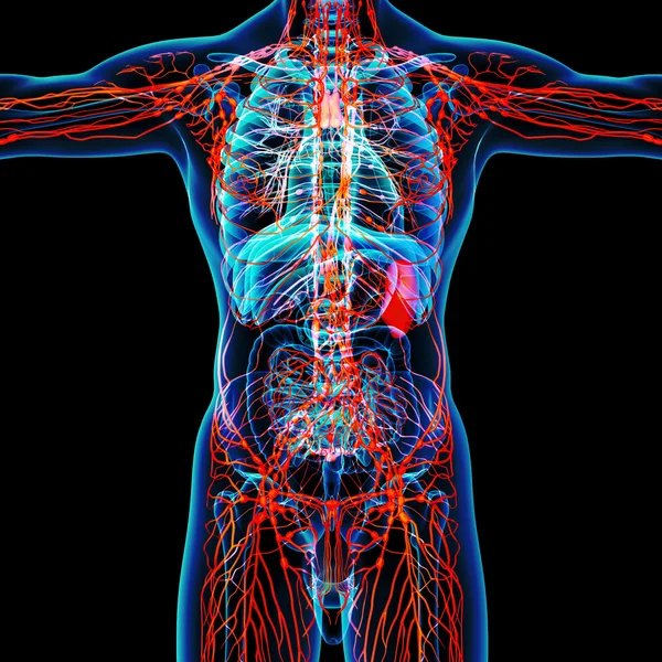 Orang lymphatic system - front view — Stock Photo, Image