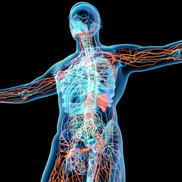 3d renderizar sistema linfático laranja - vista inferior — Fotografia de Stock