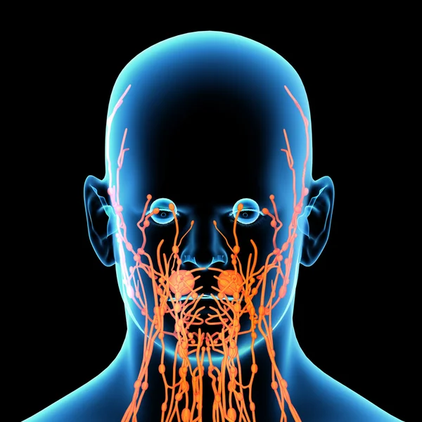 3D Render Orange Lymphsystem - Vorderseite — Stockfoto