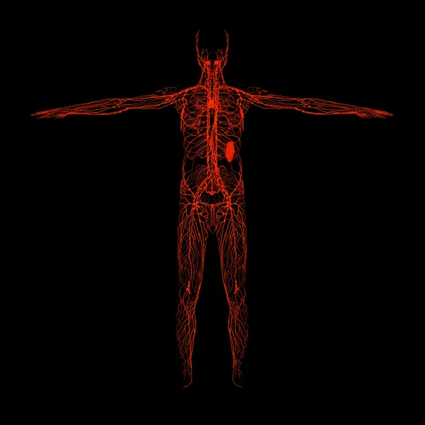 3d render red lymphatic system - front view — Stock Photo, Image