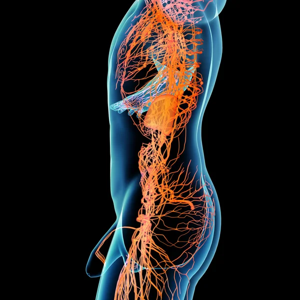 3d renderizar sistema linfático laranja - vista lateral — Fotografia de Stock