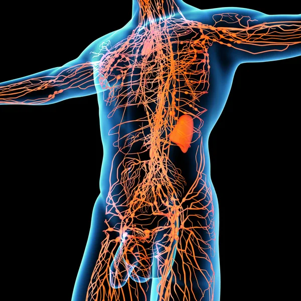 3d render orange lymphatic system - side view — Stock Photo, Image
