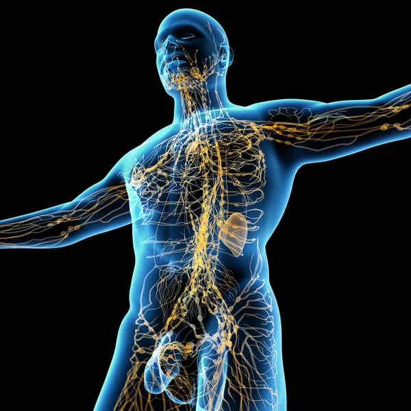 3D rendern gelbes Lymphsystem - Ansicht von unten — Stockfoto