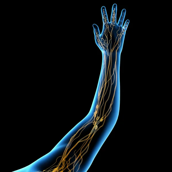 3d render yellow lymphatic system - show hand — Stock Photo, Image
