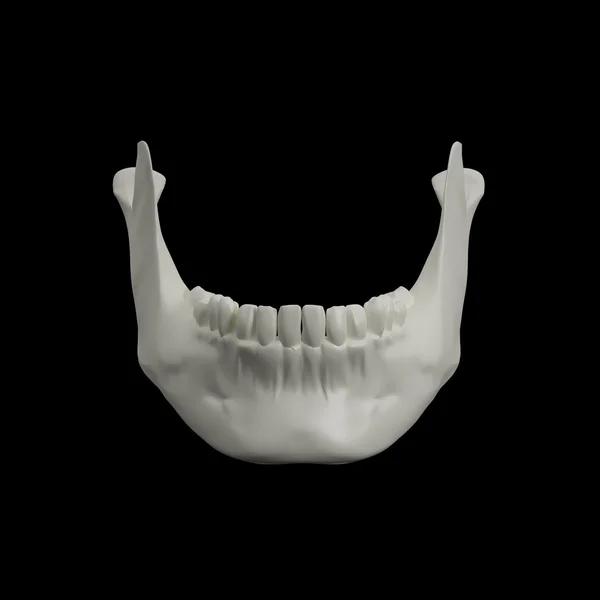 Illustration en 3D - os de la mâchoire — Photo