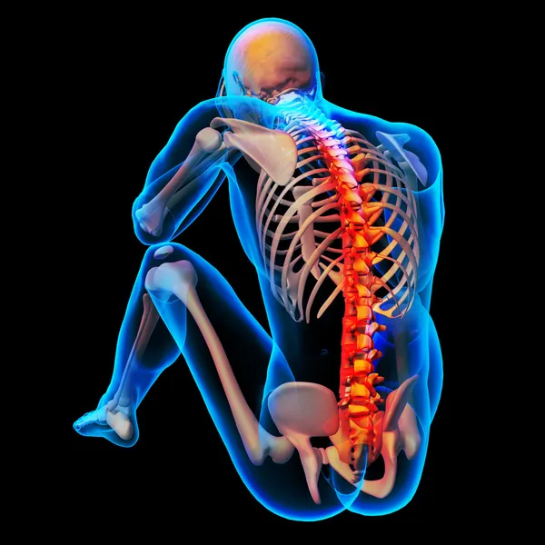 Skeleton of the man with the backbone — Stock Photo, Image