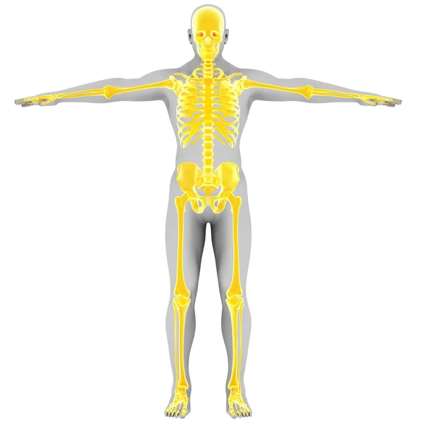 Żółty szkielet - widok z tyłu — Zdjęcie stockowe