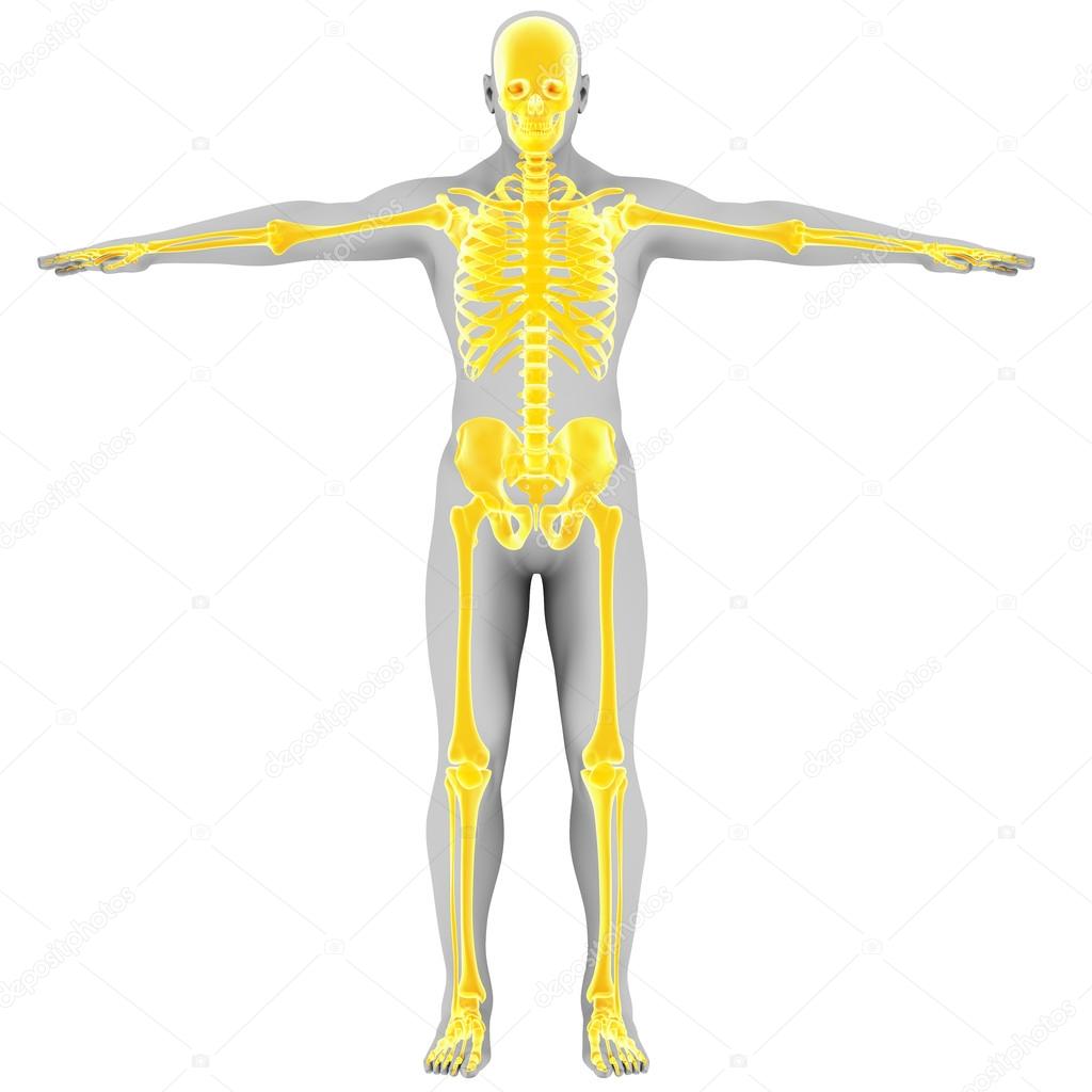 Yellow skeleton - back view