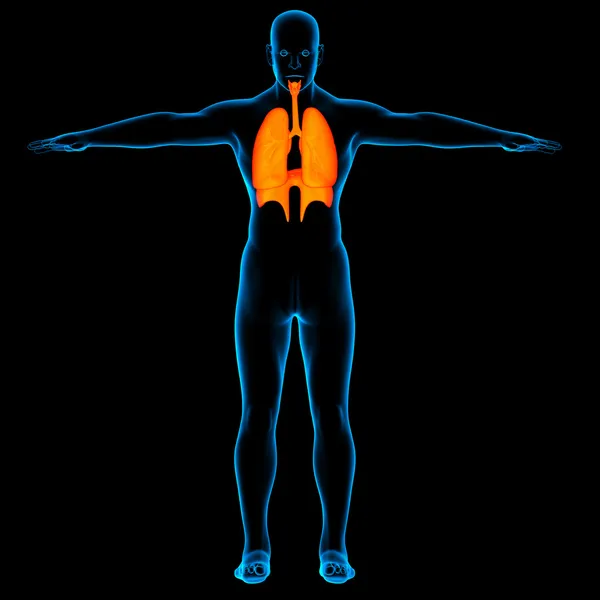 Anatomia do sistema respiratório humano — Fotografia de Stock