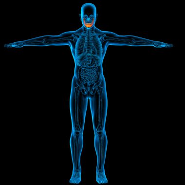 tıbbi çizimi bir çene kemiği - Önden Görünüm