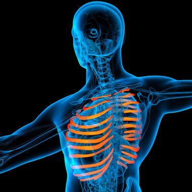 3D-gerenderde afbeelding van de ribbenkast - Achteraanzicht