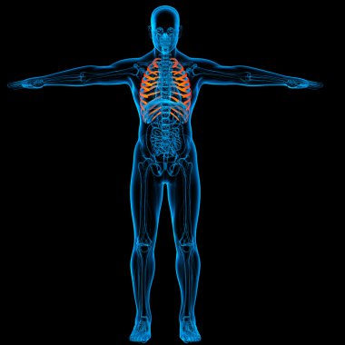 Göğüs kafesi - ön görünüm işlenmiş illüstrasyon