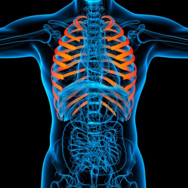 Göğüs kafesi - ön görünüm işlenmiş illüstrasyon