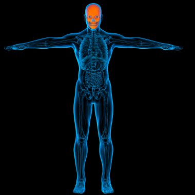 insan kafatası - Önden Görünüm