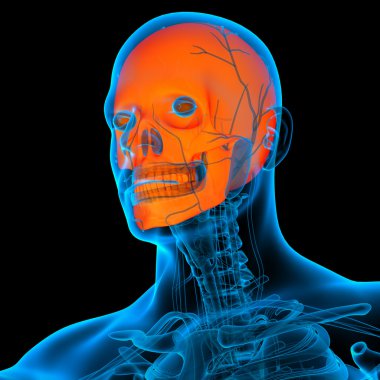 insan kafatası - yan görünüm