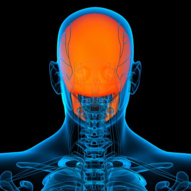 insan kafatası - arkadan görünüm