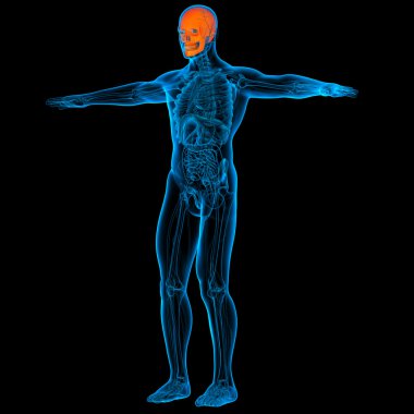 insan kafatası - Önden Görünüm