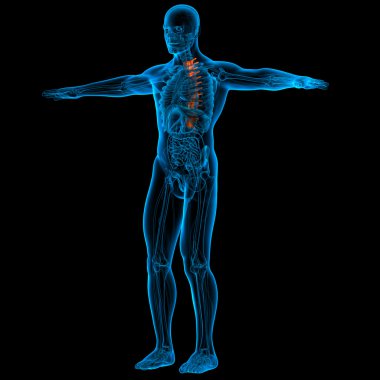 Torasik omurga anatomisi