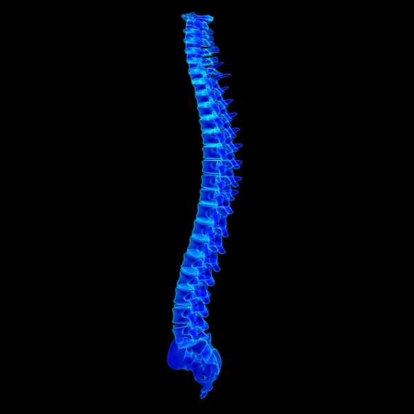 3d rendere la colonna vertebrale blu — Foto Stock