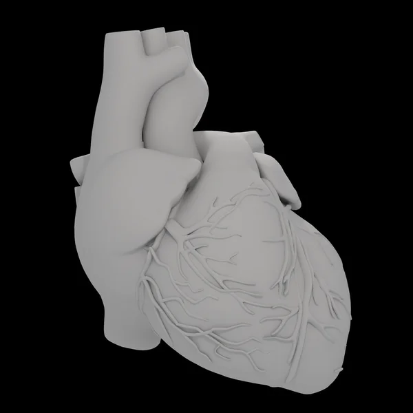 El corazón humano - vista frontal — Foto de Stock