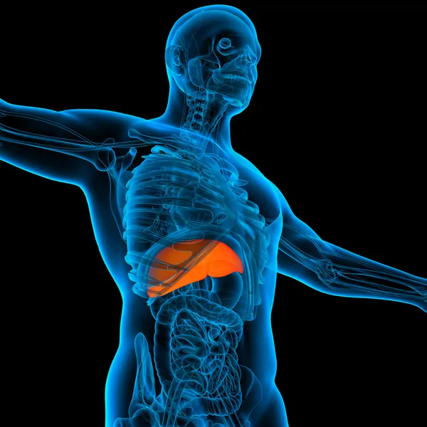 Anatomy of human liver in x-ray view — Stock Photo, Image