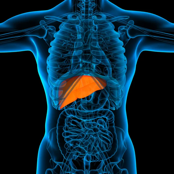 Анатомія печінки людини в рентгенівському вигляді — стокове фото