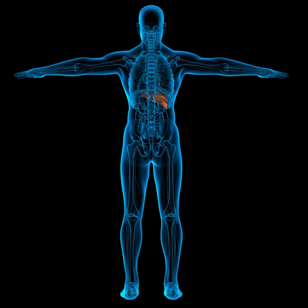 Anatomy of human liver in x-ray view - back view — Stock Photo, Image