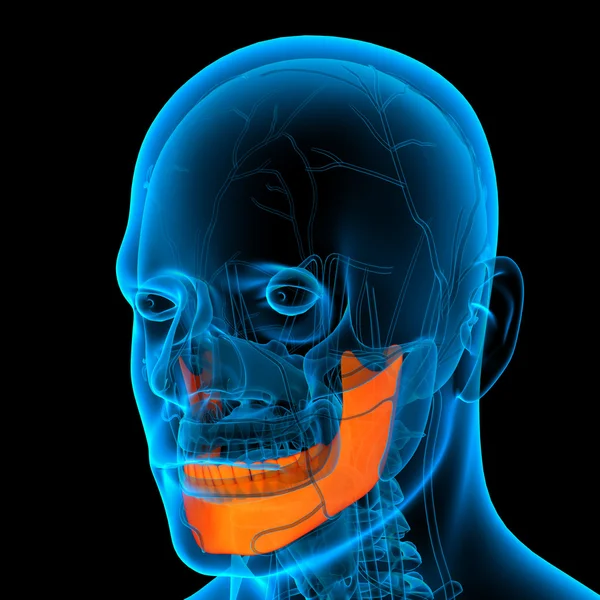 Ilustración médica de un hueso de la mandíbula - vista lateral —  Fotos de Stock