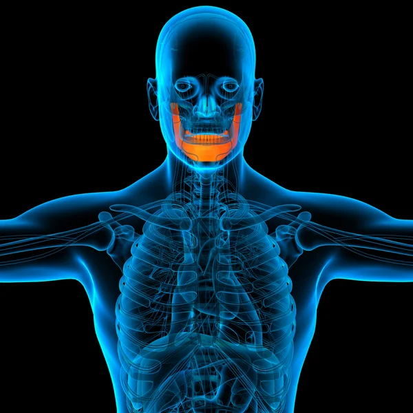 Illustration médicale d'un os de mâchoire - vue de face — Photo