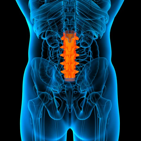 Anatomia da coluna lombar - visão posterior — Fotografia de Stock