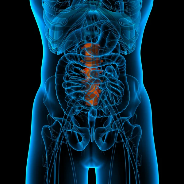 Анатомия позвоночника - вид спереди — стоковое фото