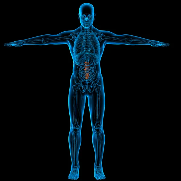 Lumbar spine anatomy - front view — Stock Photo, Image