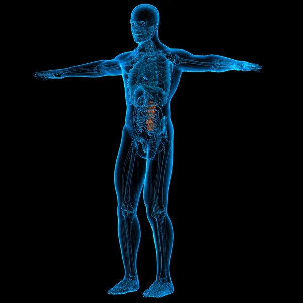 Lomber omurga anatomisi - Önden Görünüm — Stok fotoğraf