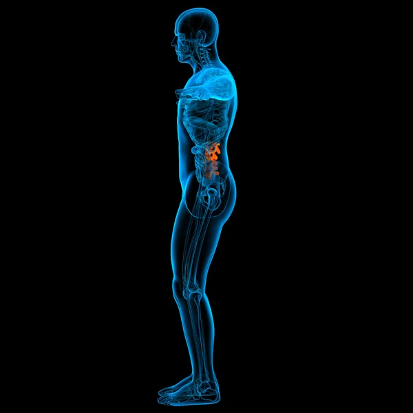 Lumbar spine anatomy - side — Stock Photo, Image