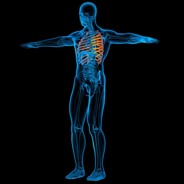 3D renderowane ilustracja klatki piersiowej - widok z boku — Zdjęcie stockowe