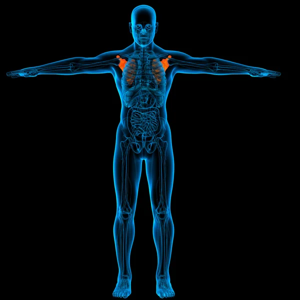 肩甲骨の骨の解剖学 - フロント ビュー — ストック写真