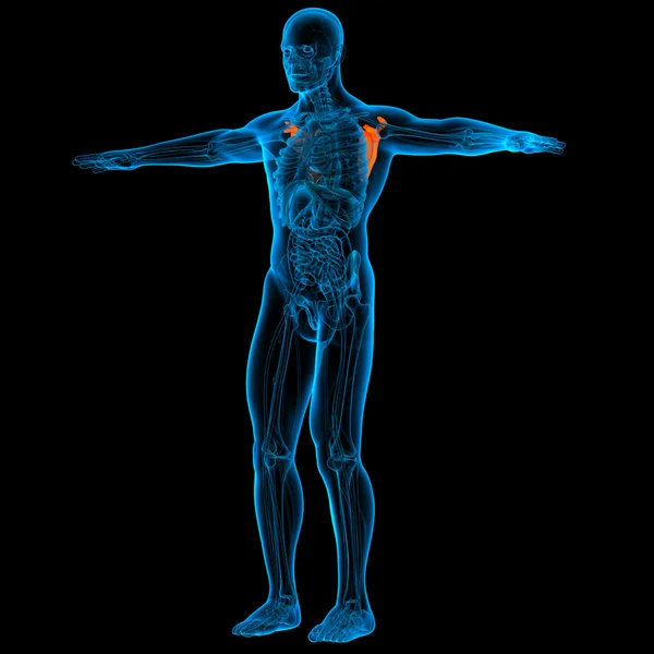 肩甲骨の骨の解剖学 — ストック写真