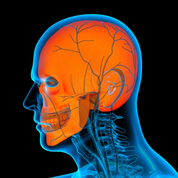 人間の頭蓋骨 - 側面図 — ストック写真