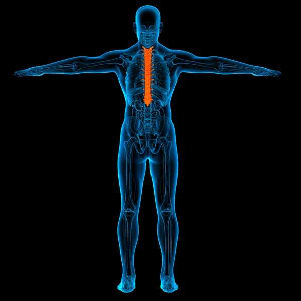 Thoracic spine anatomy -back view — Stock Photo, Image
