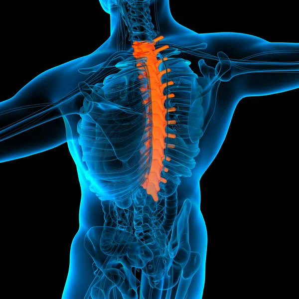 Thoracic spine anatomy -back view — Stock Photo, Image