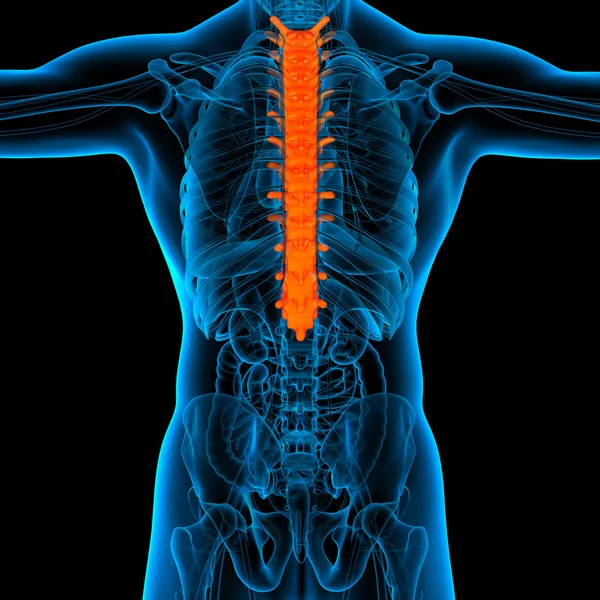 Anatomia kręgosłupa piersiowego-widok z tyłu — Zdjęcie stockowe