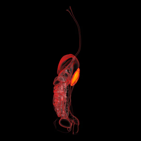 Illustrazione rendering 3D dei reni — Zdjęcie stockowe