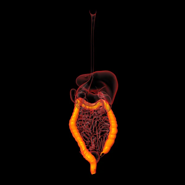 Apparato digerente umano intestino crasso - vista posteriore — Foto Stock