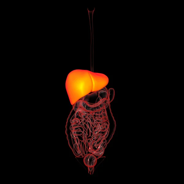 Ludzki układ pokarmowy jelita grubego — Zdjęcie stockowe