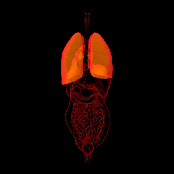 3D medyczna ilustracja - płuca wsteczny widok — Zdjęcie stockowe