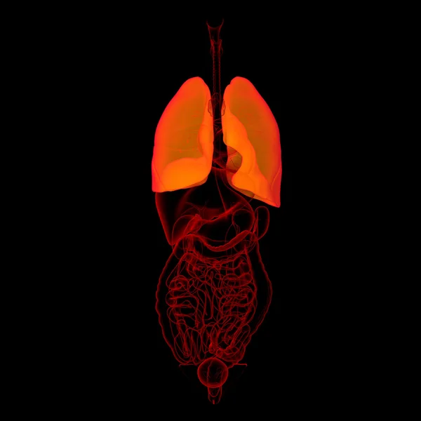 Ilustración médica 3D - vista frontal de los pulmones — Foto de Stock