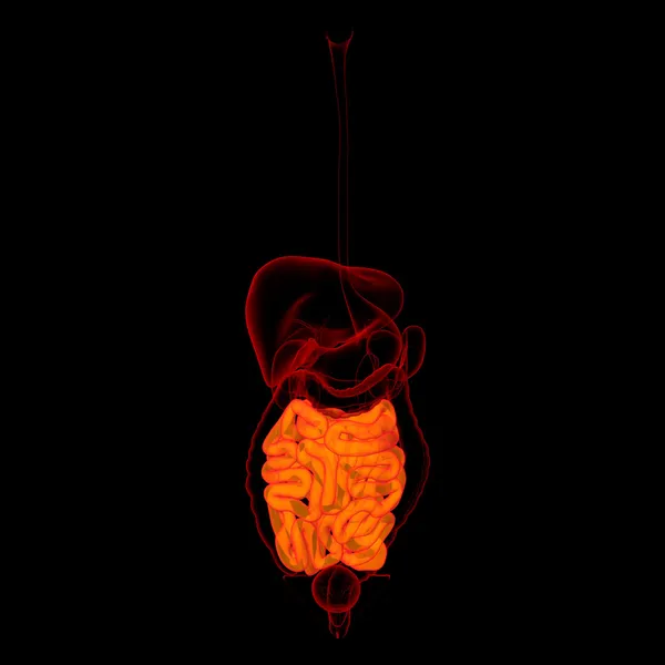 Sistema digestivo humano intestino delgado — Foto de Stock