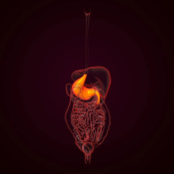 Sistema digestivo humano estômago - visão traseira — Fotografia de Stock