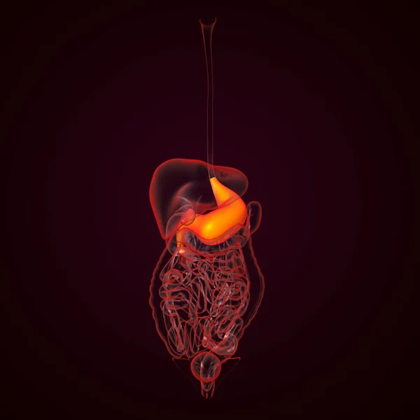 Sistema digestivo humano estómago —  Fotos de Stock